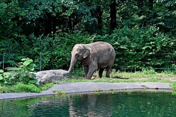 Happy the Elephant, as seen from monorail at the Bronx Zoo.