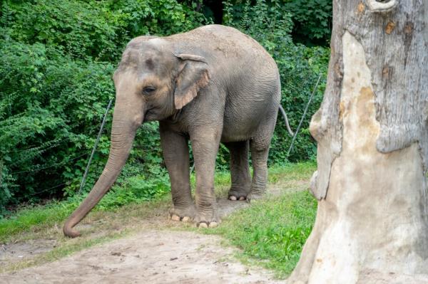 Happy, the elephant in it's environment at The Bronx Zoo.